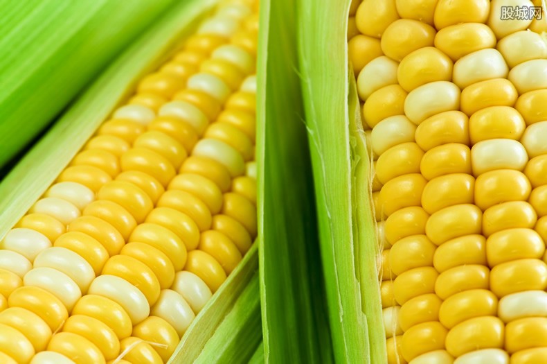 春节后玉米价格能涨吗